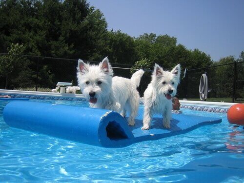 Poolspiele für Hunde - Spaß für die ganze Familie