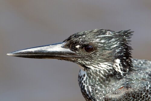 Portrait des Riesenfischers