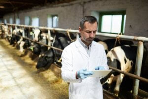 Resistenz gegen Antibiotika und die Viehzucht