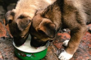 Risiken von Milchprodukten für dein Haustier