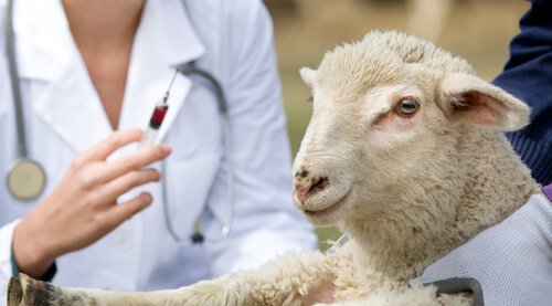 Schaf wird mit Antibiotika gespritzt