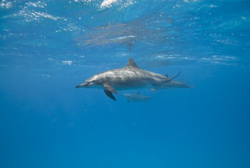 Lerne mehr über den Schlaf von Delfinen