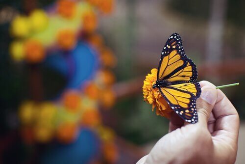 Schöner Schmetterling