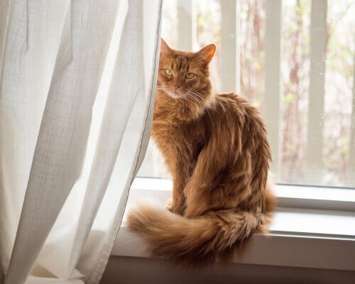 Somalikatze auf der Fensterbank