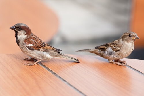 Sperlinge: Spatz