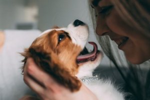 Kannst du mit deinem Hund kommunizieren?