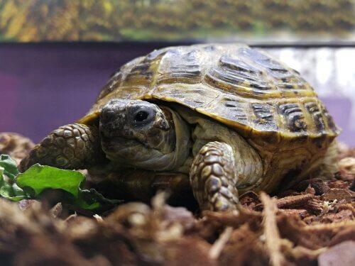 Baue dir dein eigenes Terrarium für Schildkröten
