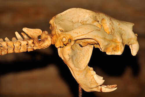 Skelett des Beutellöwen