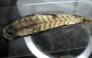 Tyrannobdella Rex Egel