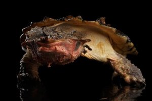 Verbreitung und Merkmale der Fransenschildkröte