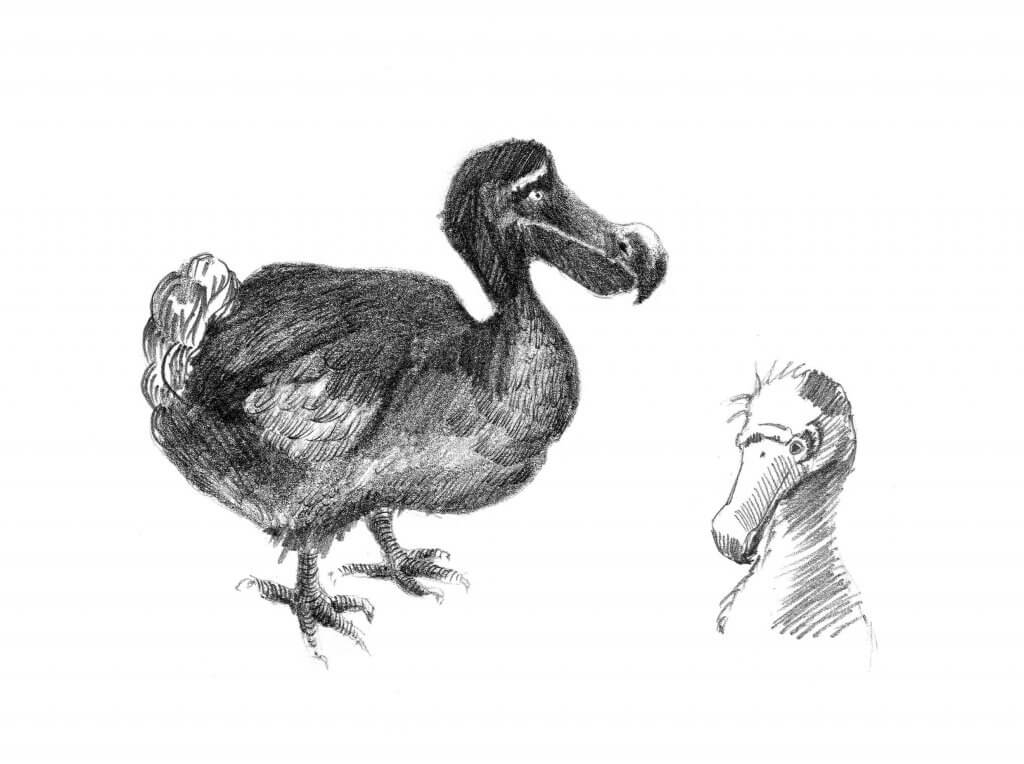 Verhalten vom Dodo