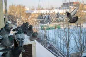 7 Tipps für das Verscheuchen von Tauben