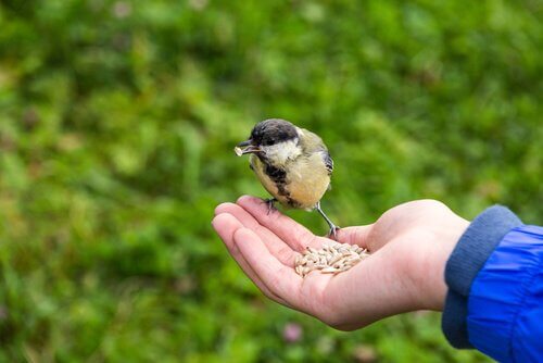 Vögelchen frisst aus der Hand
