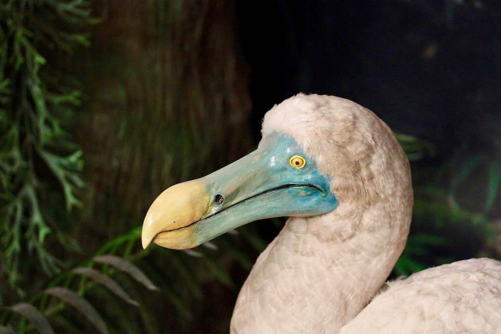 Was ist ein Dodo?