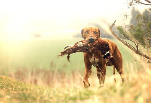 Kennst du die beste Jagdhundrasse?