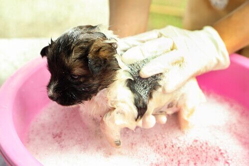 Welpe wird gebadet