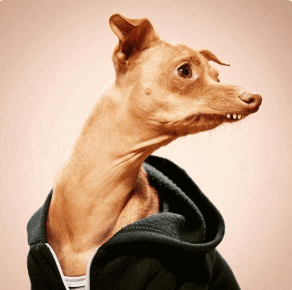 Welpen auf Instagram: Tuna melts my heart