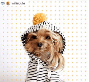 Willie Cute