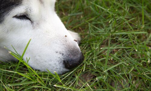Zika Virus bei Hunden: Vorbeugung und Wissenswertes