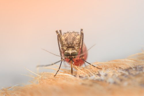 Zika Virus wird durch die Aedes-Mücke übertragen