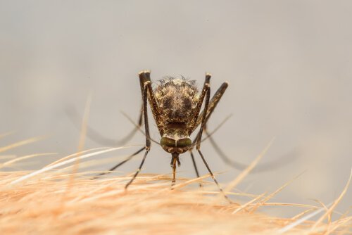 Zika Virus wird durch Mücken übertragen
