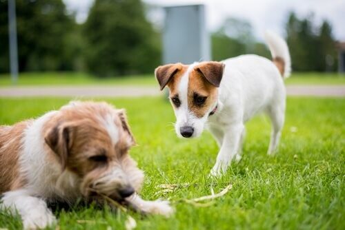 ein Hund nähert sich einem anderen Hund