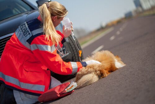 Unfälle bei Haustieren im Verkehr