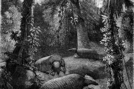 Das Riesengürteltier: Eigenschaften und Lebensraum - Deine Tiere