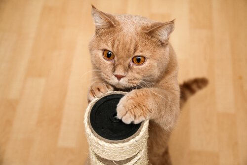 Katze und ihr Kratzbaum
