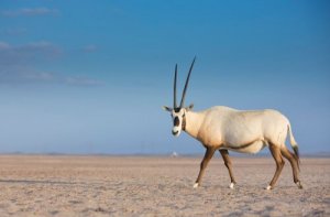 Arabische Oryx: Fortpflanzung und Artenschutz