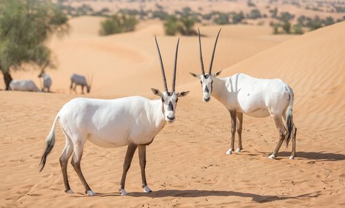 Arabische Oryx in der Wüste