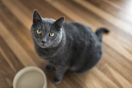 Auswirkungen der Antibabypille für Katzen