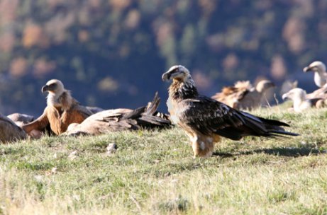 Bartgeier: Lebensraum