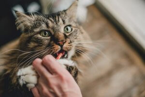 Beeinträchtigt die Antibabypille die Gesundheit der Katze?