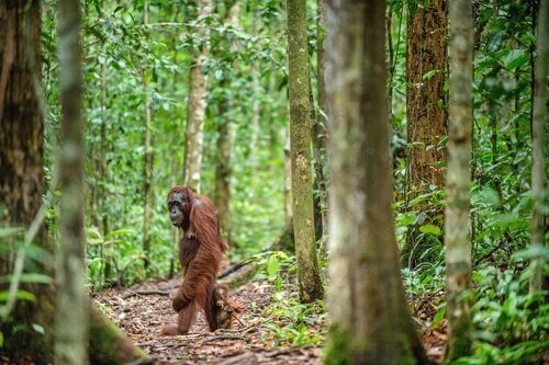 Borneo Orang-Utan ist vom Aussterben bedroht