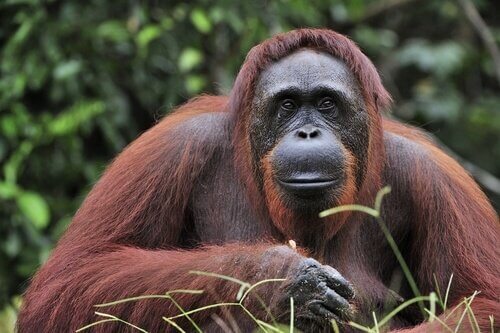 Schutz des Borneo Orang-Utan