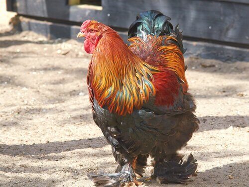 Brahma Huhn