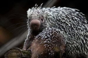 Brasilianischer Greifstachler: ein eigenartiges Stachelschwein