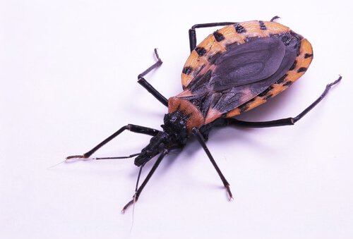 Chagas-Krankheit