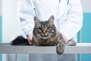 Wissenswertes über Chiropraktik bei Katzen