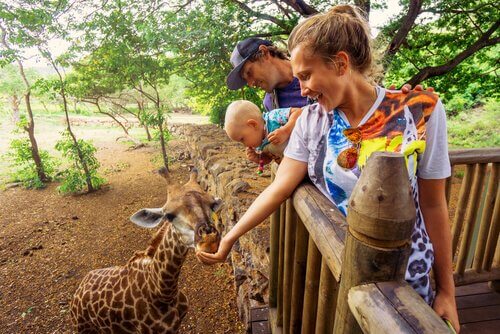 Zootiere: ist es schädlich, sie zu füttern?