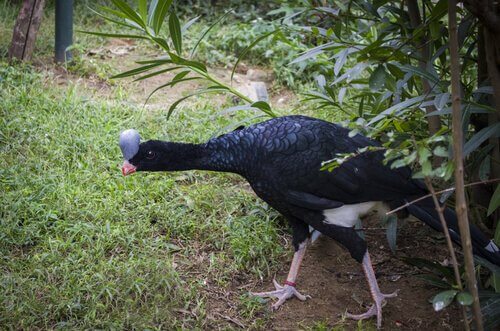 Der Helmhokko fliegt selten