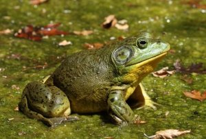 Der Ochsenfrosch, eine mächtige invasive Art