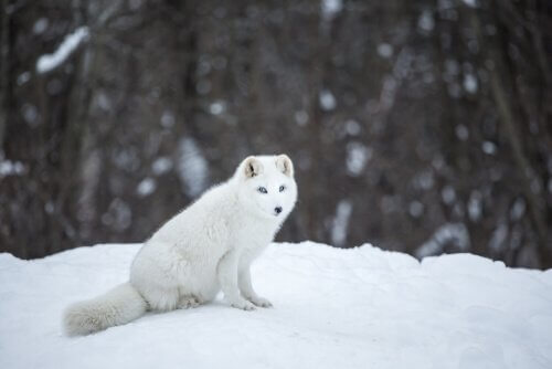 Der Polarfuchs lebt in Höhlen