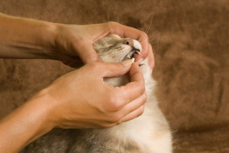 Die Antibabypille für Katzen