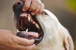 Die Behandlung von Gingivitis bei Haustieren