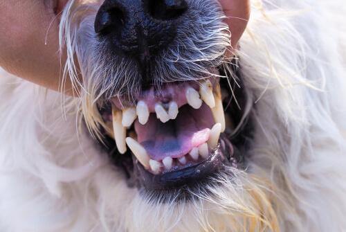 Die Behandlung von Gingivitis bei Haustieren kann einen chirurgischen Eingriff nach sich ziehen.