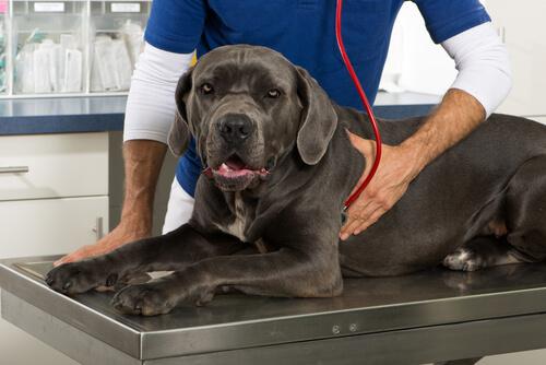 Die Behandlung von Gingivitis bei Haustieren sollte mit dem Tierarzt besprochen werden.