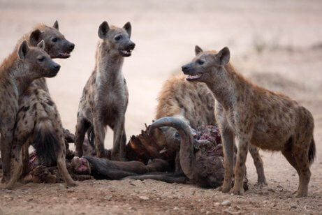 Die Hyäne übt Kleptoparasitismus aus