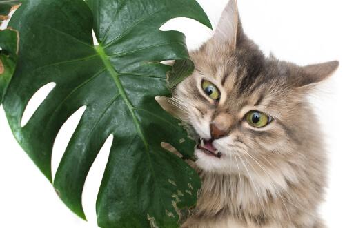Welche sind die giftigsten Pflanzen für Tiere?